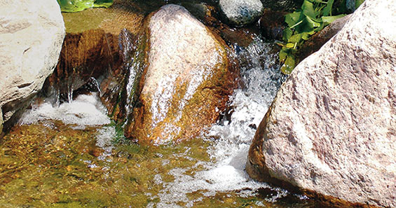 Pond algae control & maintenance