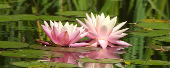 Successful Pond Planting