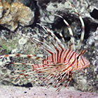 Lionfish