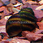 Japanese Trapdoor Snail