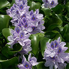 Water Hyacinth