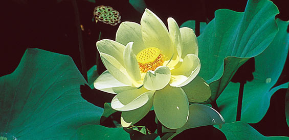 Pond Plant Profile: Loyus Plant Nelumbo Lutea