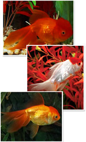 Red Orandas and a Red Cap Oranda