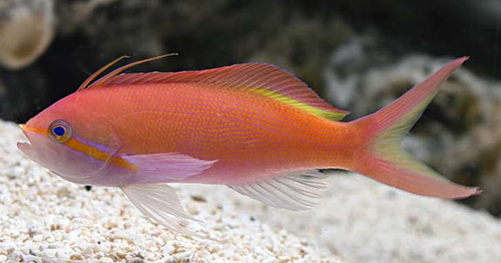 Carberryi Anthias