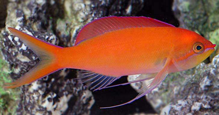 Dispar Anthias