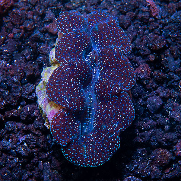  Aquacultured First Grade Crocea Clam