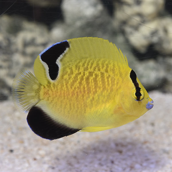 Goldflake Angelfish, Juvenile