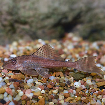 Suckermouth Catfish