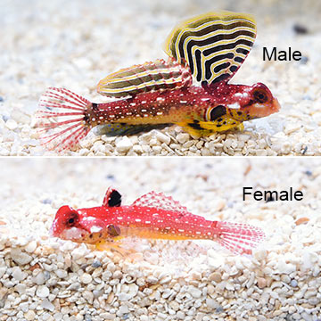 Ruby Red Dragonet