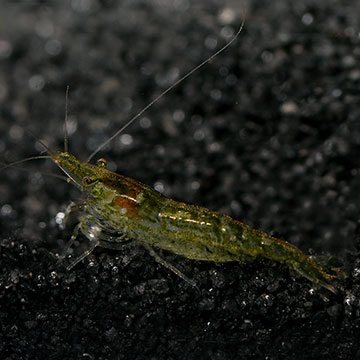 Green Jade Shrimp Group