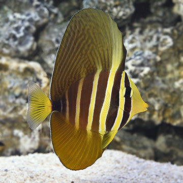 Sailfin Tang