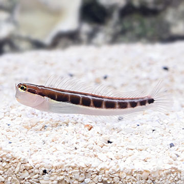 Linear Blenny