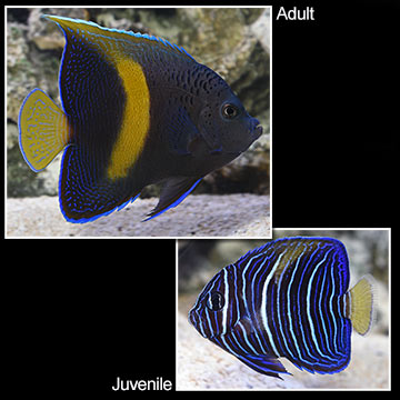 Maculosus Angelfish