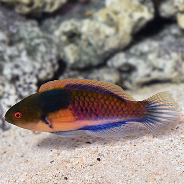 Yellow-Flanked Fairy Wrasse