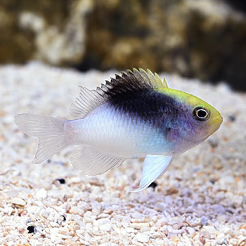 Rolland's Damselfish