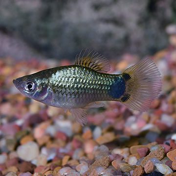 Blue Mickey Mouse Platy