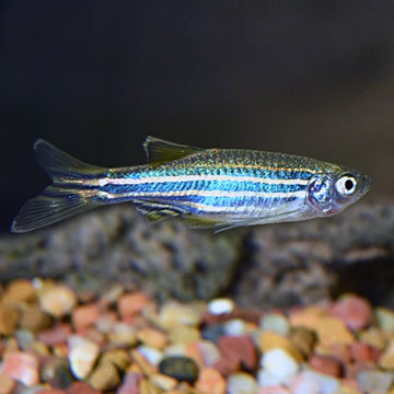 Zebra Longfin Danio Group