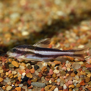 Striped Raphael Catfish