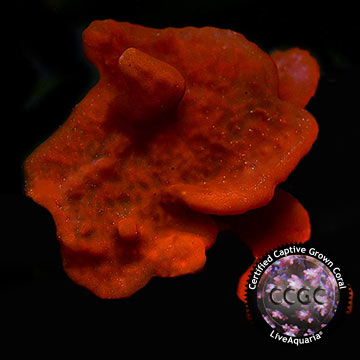 LiveAquaria® CCGC Aquacultured Photosynthetic Plating Red Sponge