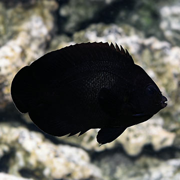 Black Nox Angelfish