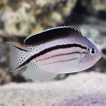 Lamarck's Angelfish