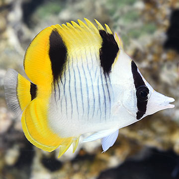 Falcula Butterflyfish, True