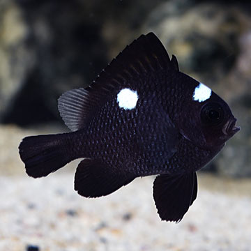 Three Spot Domino Damselfish 