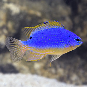 Fiji Blue Devil Damselfish