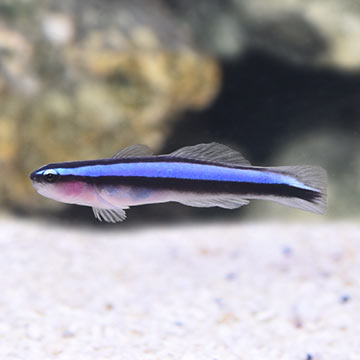 Neon Blue Goby