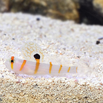 Orange Stripe Prawn Goby Orange Stripe Prawn Goby