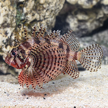 Fuzzy Dwarf Lionfish 