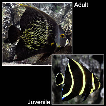 French Angelfish 