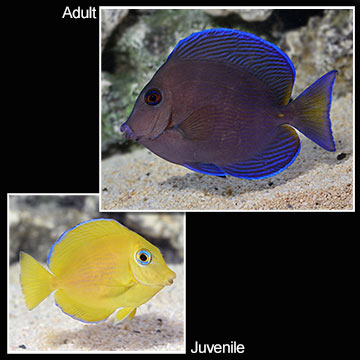 Blue Caribbean Tang