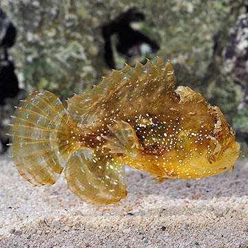 Sargassum Fish 