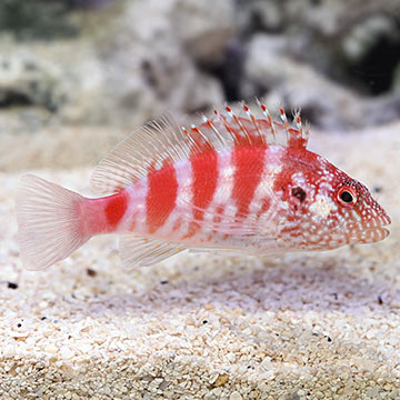 Blood Red Hawkfish 