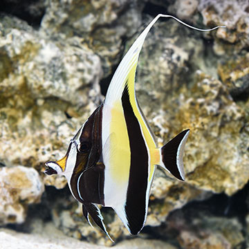 Moorish Idol EXPERT ONLY