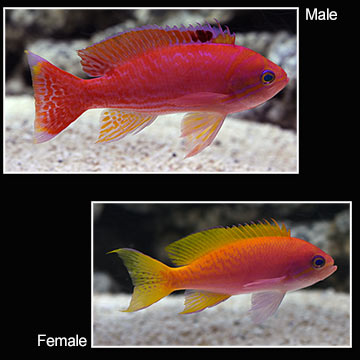 Bimaculatus Anthias