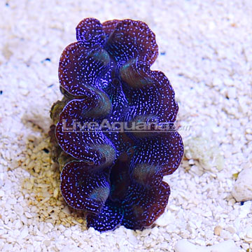 Crocea Clam, Aquacultured