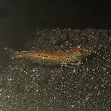 Japonica Amano Shrimp Group