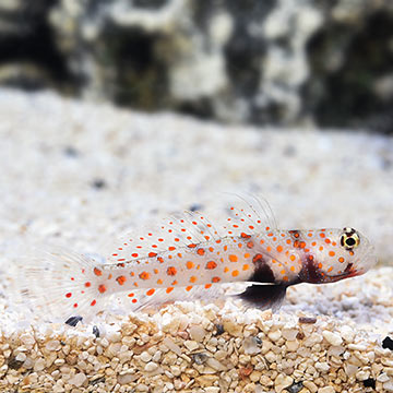 Orange Spotted Goby