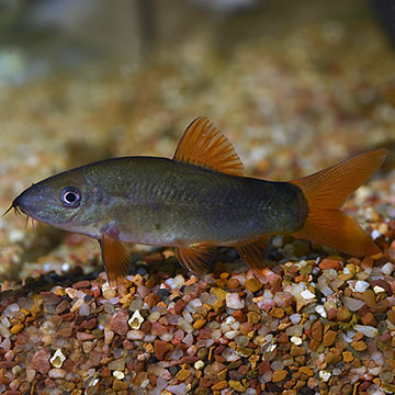 Redtail Botia Loach Group