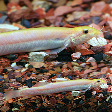 Dojo Loach