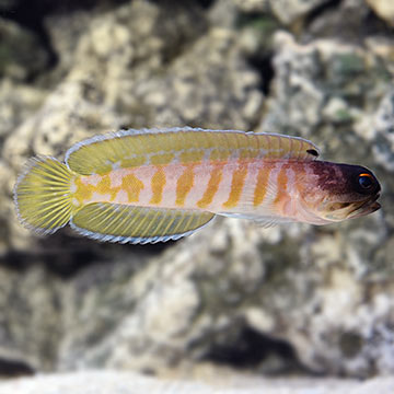 Jawfish, Black Cap