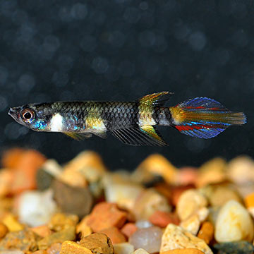 Clown Killifish, Captive-Bred