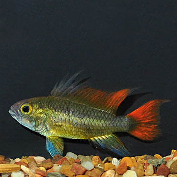 Dwarf Cockatoo Cichlid 