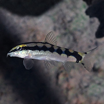 Dwarf Chain Loach