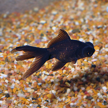 Black Moor Goldfish