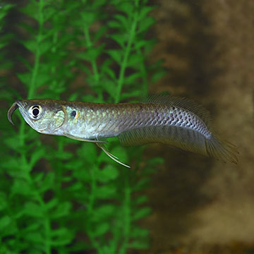 Silver Arowana 