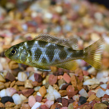 Venustus Cichlid