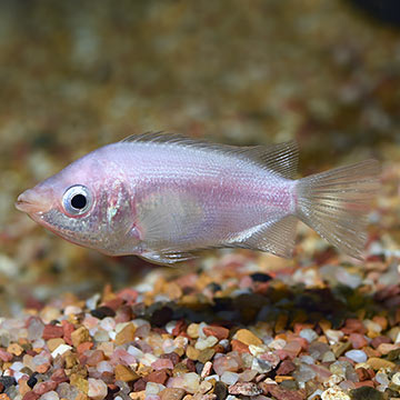 Kissing Gourami Group